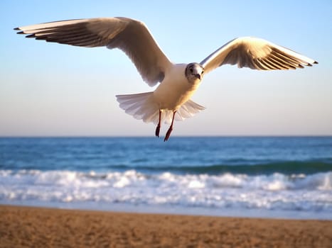 Single seagull flying at the beach