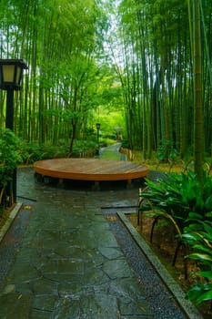 View of the small bamboo forest, in Shuzenji, Izu Peninsula, Japan