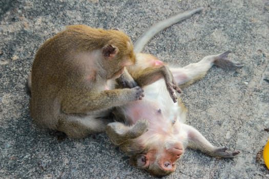 Monkeys are looking for ticks for each other.