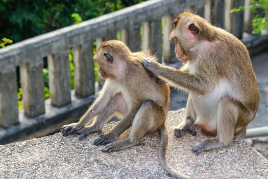 Monkeys are looking for ticks for each other.