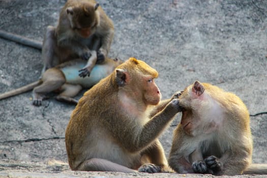 Monkeys are looking for ticks for each other.