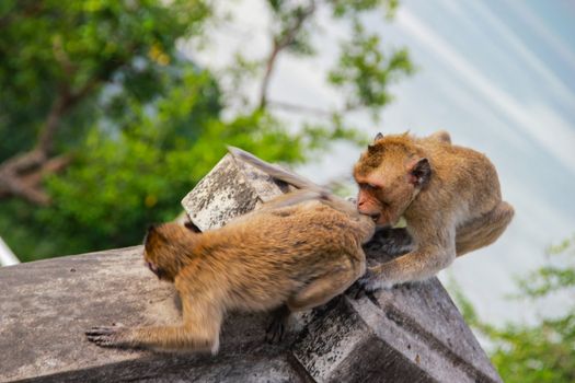 Two monkeys are chasing each other.