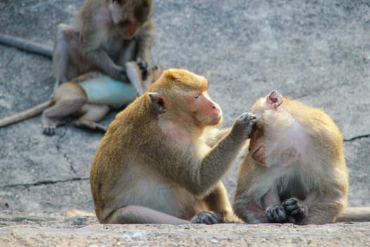 Monkeys are looking for ticks for each other.