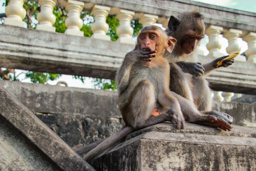 Two monkeys sitting together But the other person put his finger in his mouth.