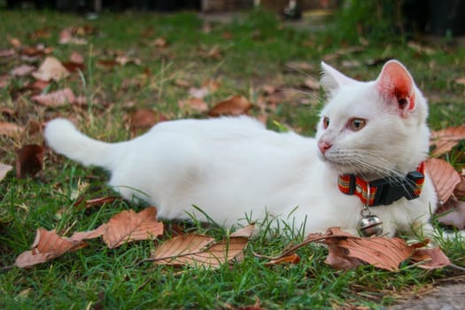 white cat is lying on the grass happily.