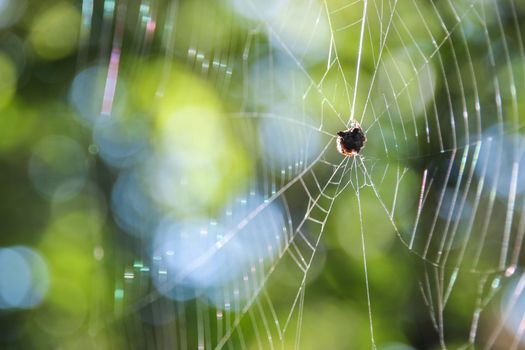 Little Spider on web with green color background.