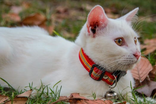 white cat is lying on the grass happily.