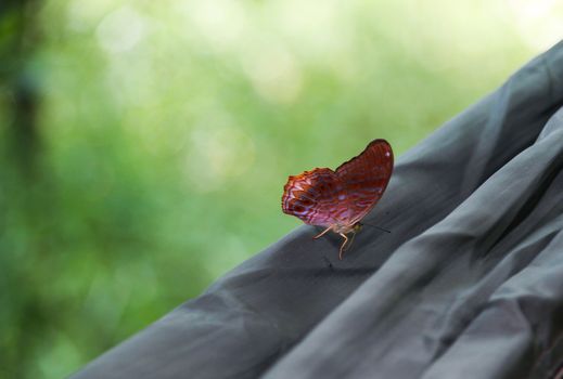 small butterfly Perched on the fabric