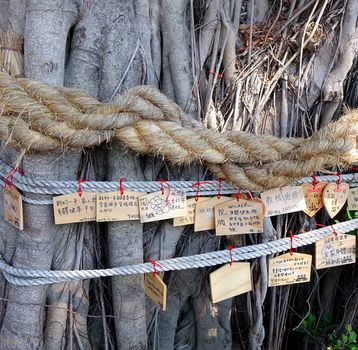 KAOHSIUNG, TAIWAN -- APRIL 29, 2017: An old banyan tree outside the Wu De Martial Arts Hall serves as a wishing tree with little wooden signs attached.