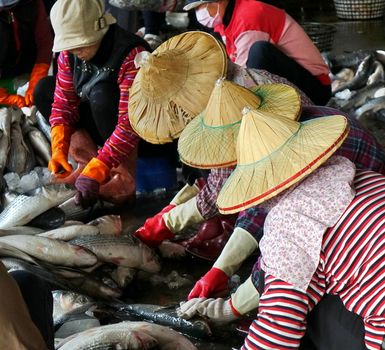 SINDA PORT, TAIWAN -- DECEMBER 31, 2017: Workers extract mullet roes from freshly caught gray mullet fish. The roe will be pressed and salted and sold as a highly priced delicacy.