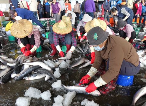 SINDA PORT, TAIWAN -- DECEMBER 31, 2017: Workers extract mullet roes from freshly caught gray mullet fish. The roe will be pressed and salted and sold as a highly priced delicacy.