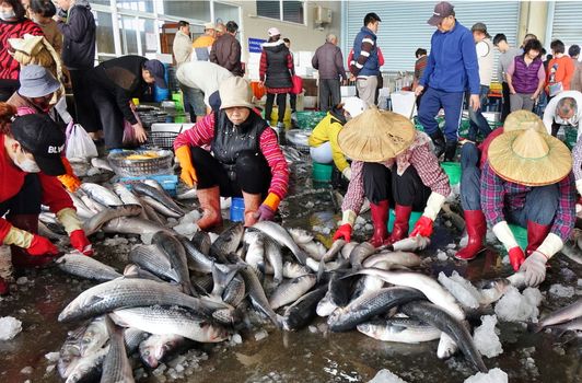 SINDA PORT, TAIWAN -- DECEMBER 31, 2017: Workers extract mullet roes from freshly caught gray mullet fish. The roe will be pressed and salted and sold as a highly priced delicacy.