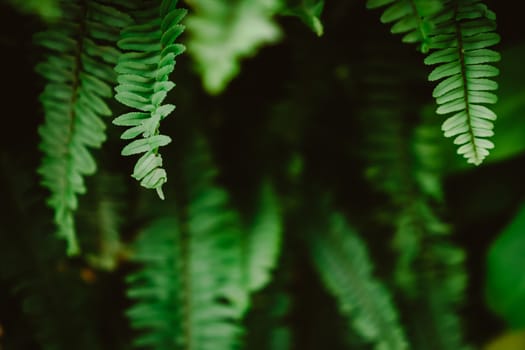 Selective focus closed up tropical summer green leaf background with sunlight.