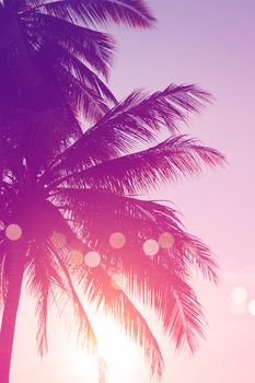 Tropical palm coconut trees on sunset sky flare and bokeh nature colorful fun background.