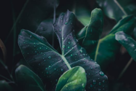 Selective focus closed up tropical summer green leaf background with sunlight.