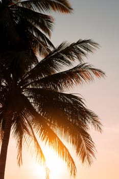 Tropical nature clean beach and white sand in summer with palm tree leaf sun light blue sky and bokeh abstract  background.