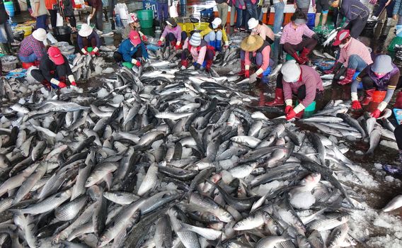 KAOHSIUNG, TAIWAN -- JANUARY 13, 2019: Workers at the Sinda fish market extract the roe from grey mullet fish. The roe will be dried, pressed and salted.
