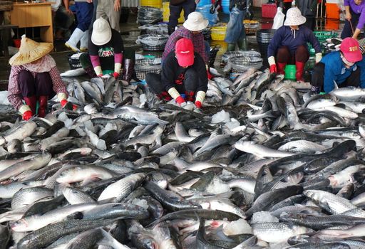 KAOHSIUNG, TAIWAN -- JANUARY 13, 2019: Workers at the Sinda fish market extract the roe from grey mullet fish. The roe will be dried, pressed and salted.