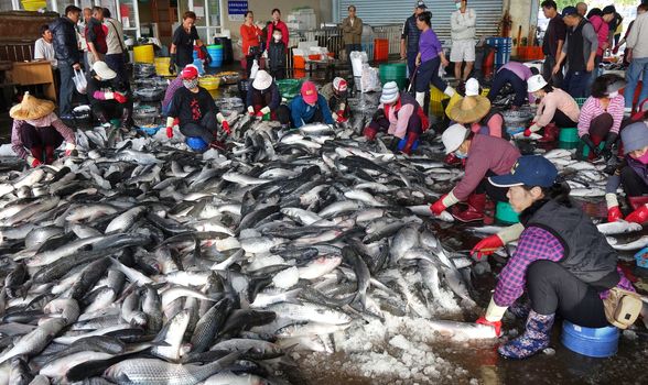 KAOHSIUNG, TAIWAN -- JANUARY 13, 2019: Workers at the Sinda fish market extract the roe from grey mullet fish. The roe will be dried, pressed and salted.