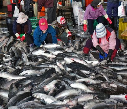 KAOHSIUNG, TAIWAN -- JANUARY 13, 2019: Workers at the Sinda fish market extract the roe from grey mullet fish. The roe will be dried, pressed and salted.