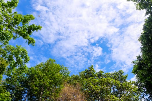 sky in the foreground is a small tree, a big tree, green as the front