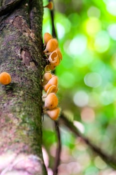 Hairy mushroom bright orange color is formed on the timber.