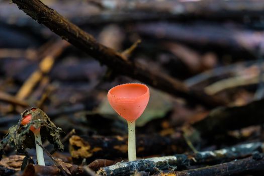 Fungi Cup,PINK BURN CUP,Champagne mushroom is Colorful.