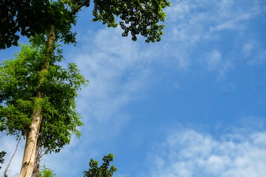 sky in the foreground is a small tree, a big tree, green as the front