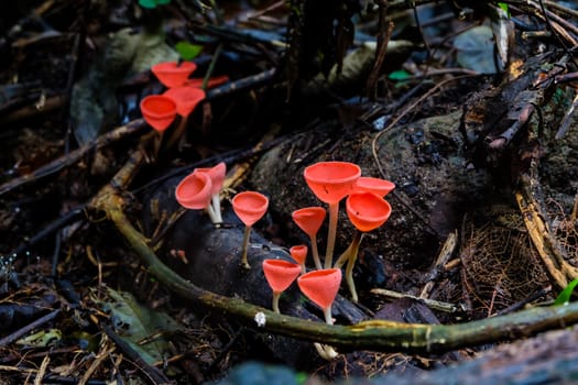 Fungi Cup,PINK BURN CUP,Champagne mushroom is Colorful.