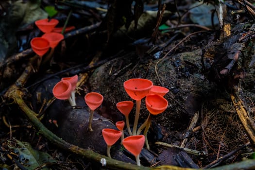 Fungi Cup,PINK BURN CUP,Champagne mushroom is Colorful.