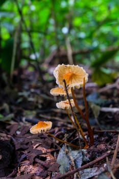 Orange mushroom species that occur in the wild.