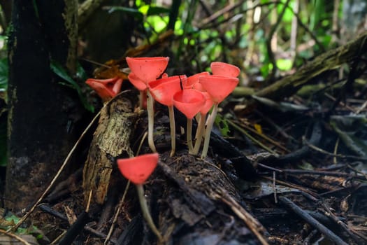 Fungi Cup,PINK BURN CUP,Champagne mushroom is Colorful.