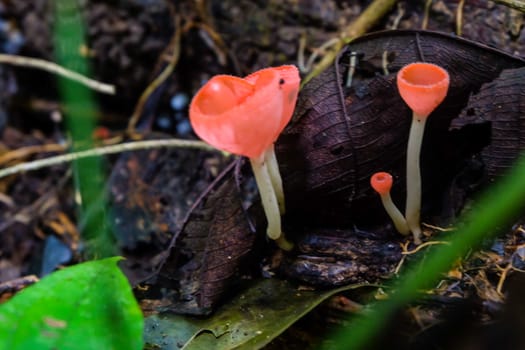 Fungi Cup,PINK BURN CUP,Champagne mushroom is Colorful.