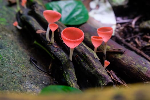 Fungi Cup,PINK BURN CUP,Champagne mushroom is Colorful.