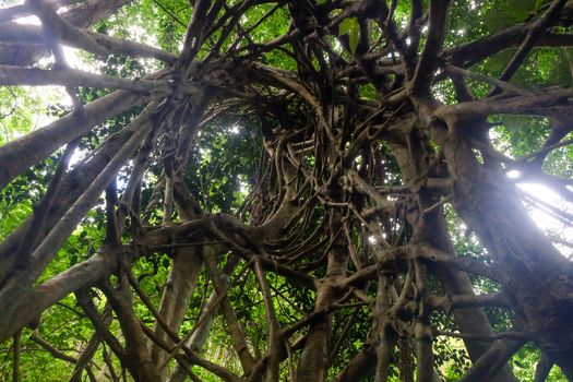 roots of the tree that are alternately arranged up the tree.