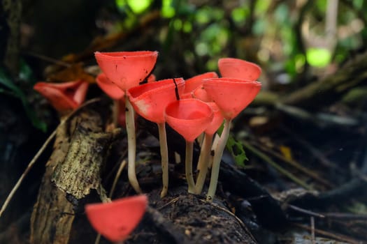 Fungi Cup,PINK BURN CUP,Champagne mushroom is Colorful.