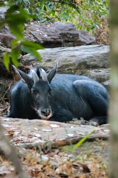 Serows,Chamois sitting peacefully on the ground.