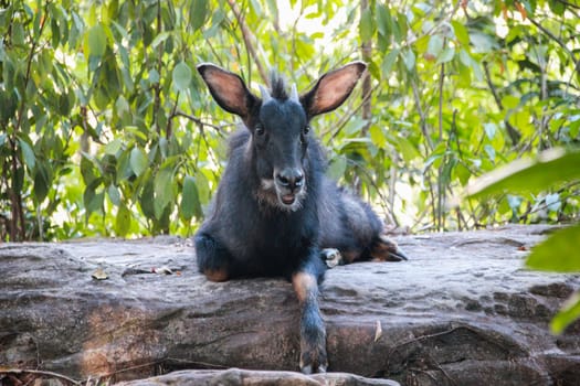 Serows,Chamois sitting peacefully on the ground.