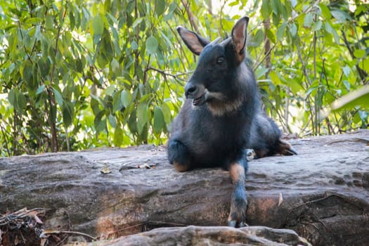 Serows,Chamois sitting peacefully on the ground.