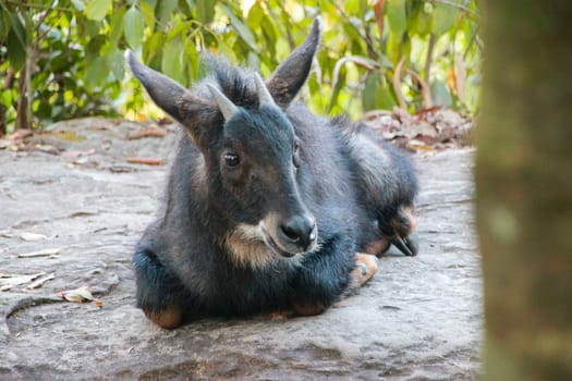 Serows,Chamois sitting peacefully on the ground.