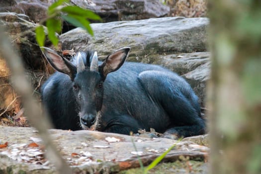 Serows,Chamois sitting peacefully on the ground.