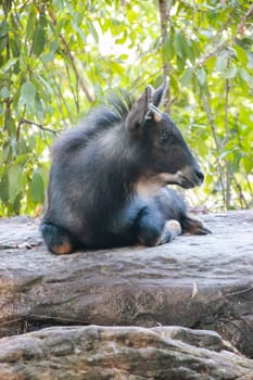 Serows,Chamois sitting peacefully on the ground.