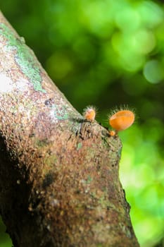 Hairy mushroom bright orange color is formed on the timber.