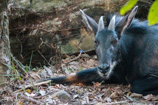 Serows,Chamois sitting peacefully on the ground.