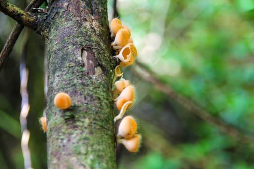 Hairy mushroom bright orange color is formed on the timber.