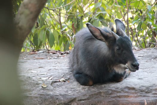 Serows,Chamois sitting peacefully on the ground.