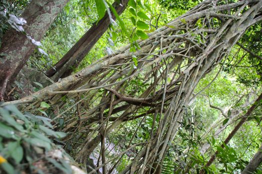 roots of the tree that are alternately arranged up the tree.