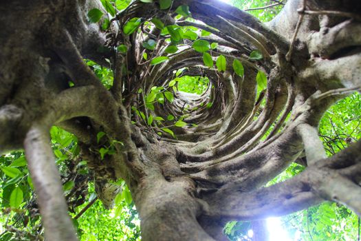 roots of the tree that are alternately arranged up the tree.