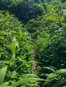 Pathway into the forest On the second side of the road there is a tall grass.