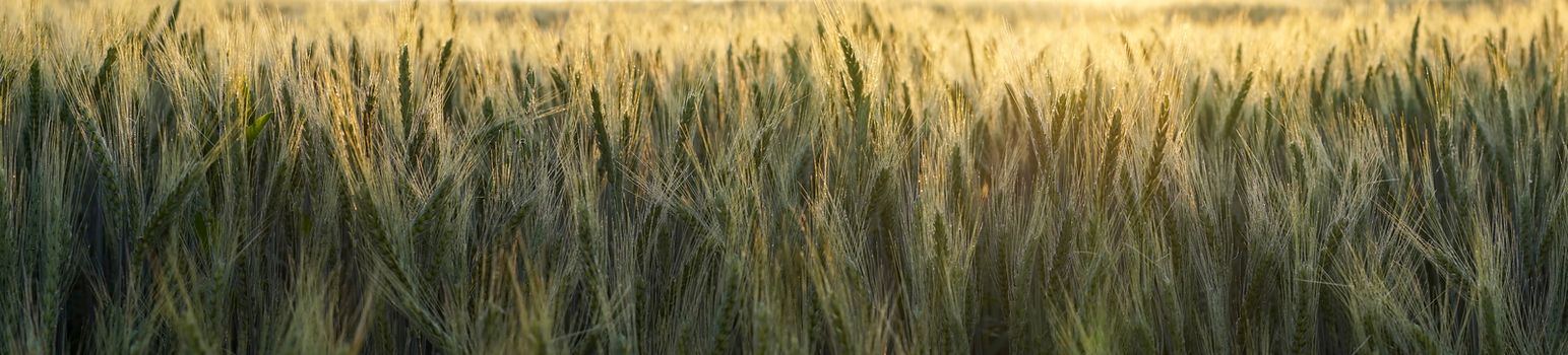 Panorama banner or header of backlit wheat in an agricultural field at sunset with a golden glow over the crop